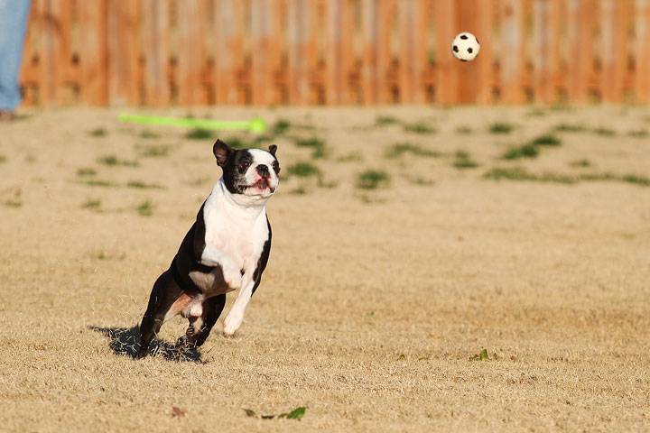 Make It or Miss It? Guess whether this Boston Terrier catches the frisbee! kevinandamanda.com