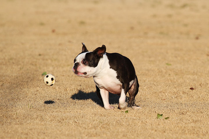 Make It or Miss It? Guess whether this Boston Terrier catches the frisbee! kevinandamanda.com