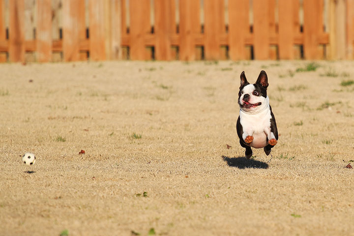 Make It or Miss It? Guess whether this Boston Terrier catches the frisbee! kevinandamanda.com