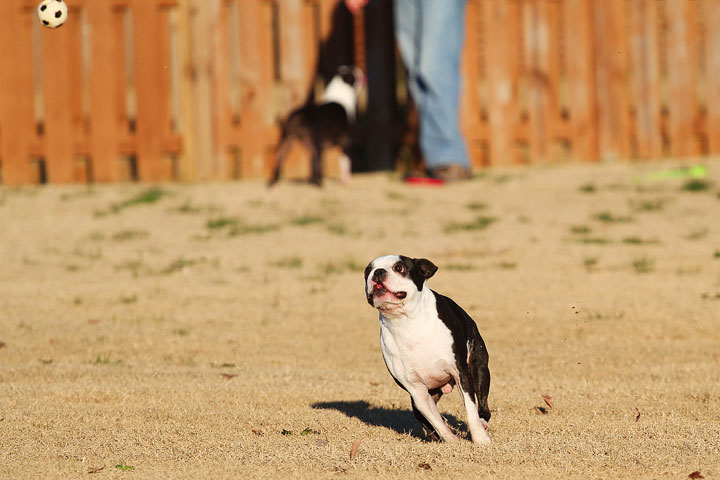 Make It or Miss It? Guess whether this Boston Terrier catches the frisbee! kevinandamanda.com