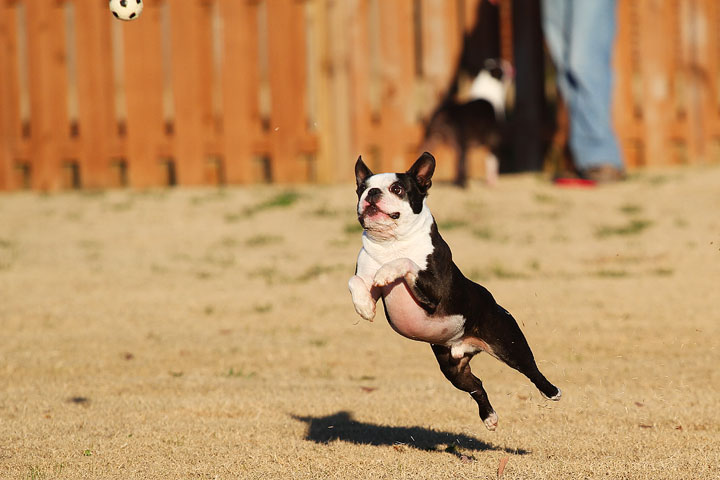 Make It or Miss It? Guess whether this Boston Terrier catches the frisbee! kevinandamanda.com