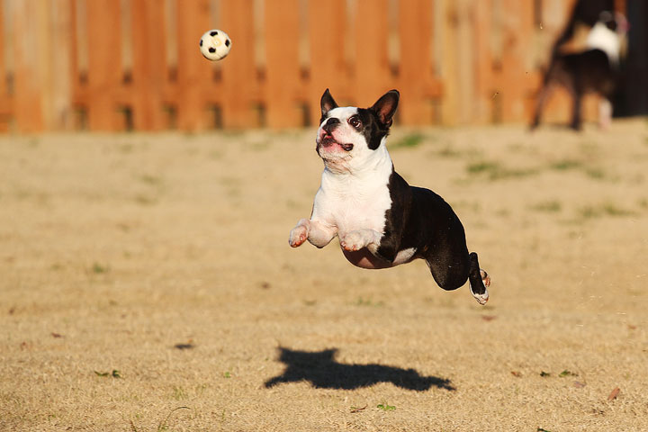 Make It or Miss It? Guess whether this Boston Terrier catches the frisbee! kevinandamanda.com