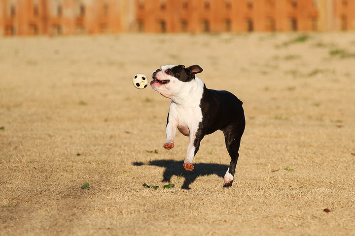 Make It or Miss It? Guess whether this Boston Terrier catches the frisbee! kevinandamanda.com