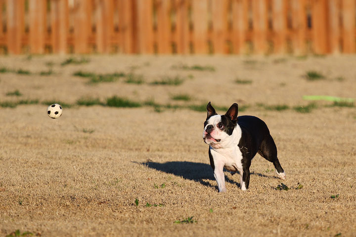 Make It or Miss It? Guess whether this Boston Terrier catches the frisbee! kevinandamanda.com