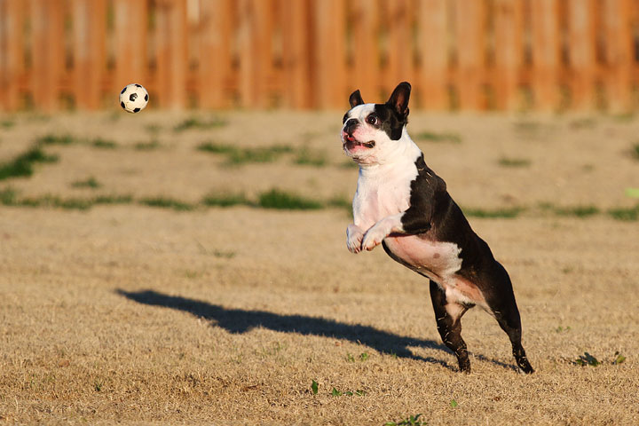 Make It or Miss It? Guess whether this Boston Terrier catches the frisbee! kevinandamanda.com