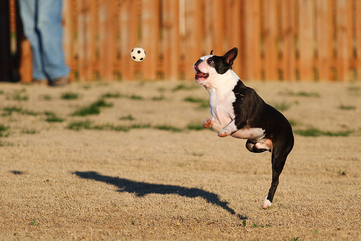 Make It or Miss It? Guess whether this Boston Terrier catches the frisbee! kevinandamanda.com