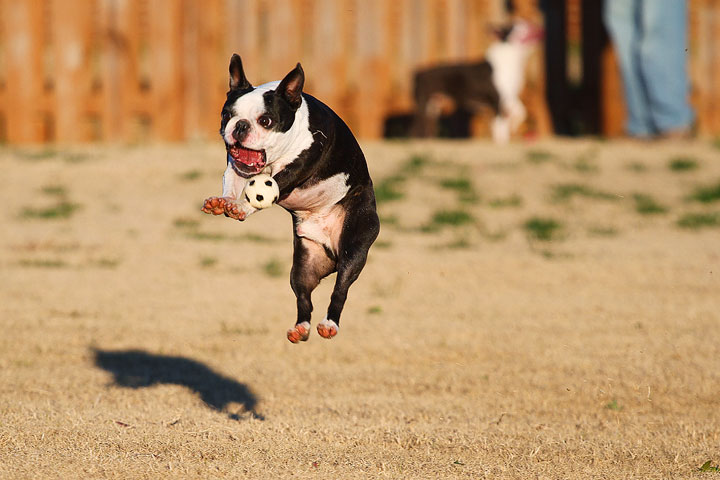 Make It or Miss It? Guess whether this Boston Terrier catches the frisbee! kevinandamanda.com