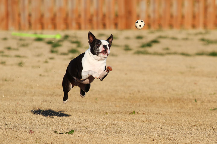 Make It or Miss It? Guess whether this Boston Terrier catches the frisbee! kevinandamanda.com