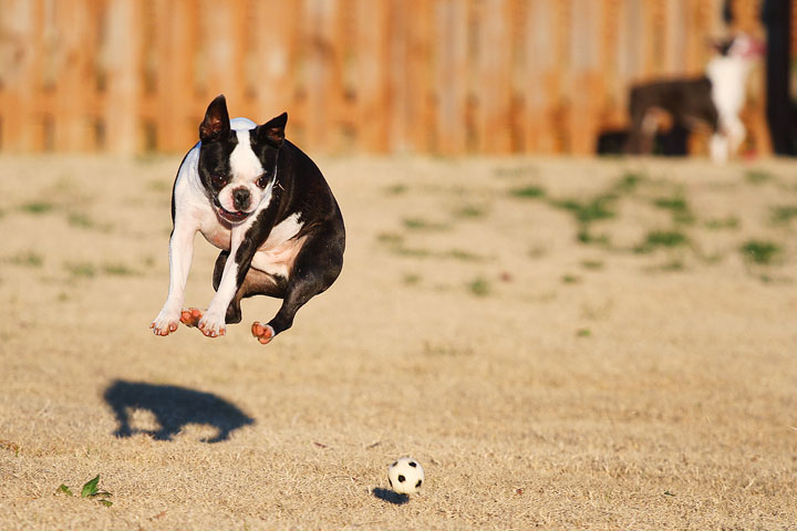 Make It or Miss It? Guess whether this Boston Terrier catches the frisbee! kevinandamanda.com