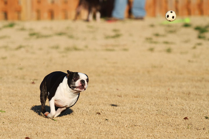 Make It or Miss It? Guess whether this Boston Terrier catches the frisbee! kevinandamanda.com