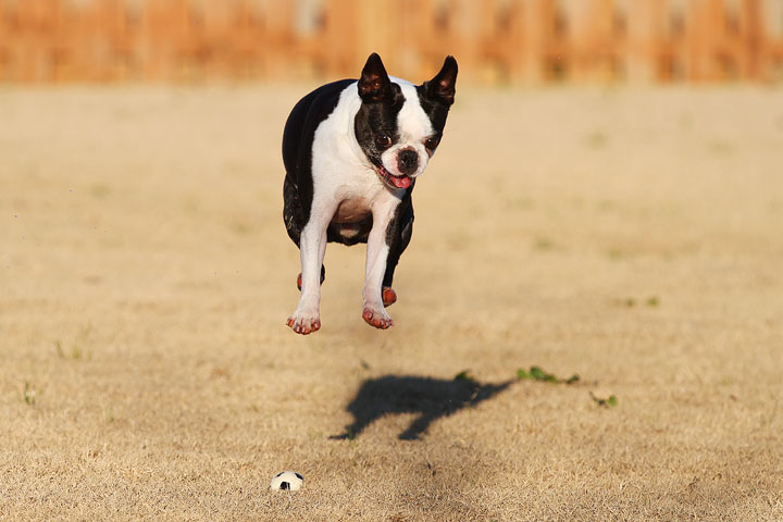 Make It or Miss It? Guess whether this Boston Terrier catches the frisbee! kevinandamanda.com