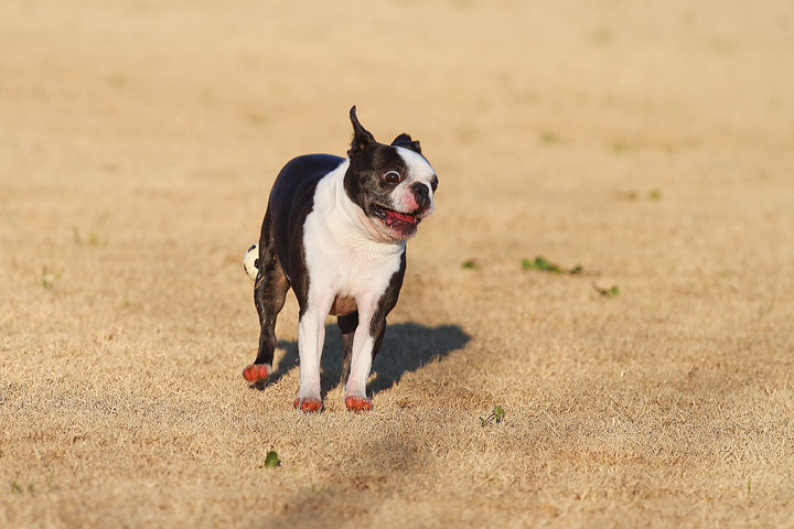 Make It or Miss It? Guess whether this Boston Terrier catches the frisbee! kevinandamanda.com