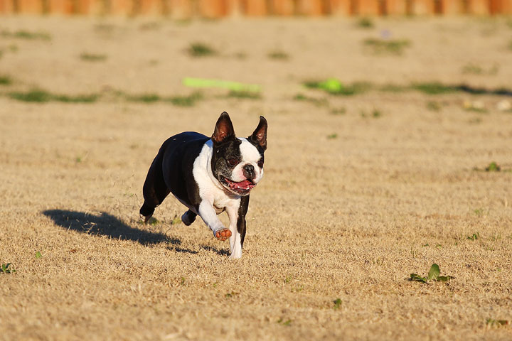 Make It or Miss It? Guess whether this Boston Terrier catches the frisbee! kevinandamanda.com