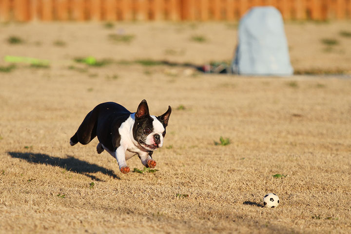 Make It or Miss It? Guess whether this Boston Terrier catches the frisbee! kevinandamanda.com