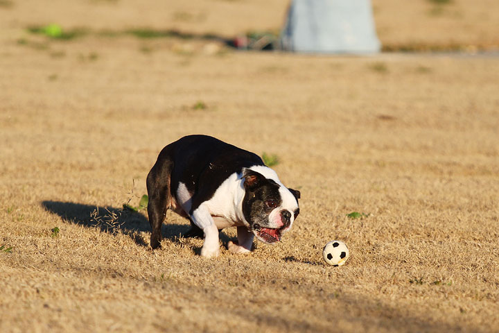 Make It or Miss It? Guess whether this Boston Terrier catches the frisbee! kevinandamanda.com