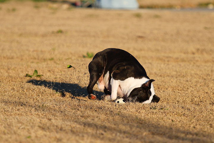 Make It or Miss It? Guess whether this Boston Terrier catches the frisbee! kevinandamanda.com