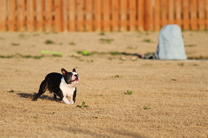 Make It or Miss It? Guess whether this Boston Terrier catches the frisbee! kevinandamanda.com