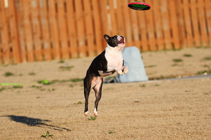 Make It or Miss It? Guess whether this Boston Terrier catches the frisbee! kevinandamanda.com