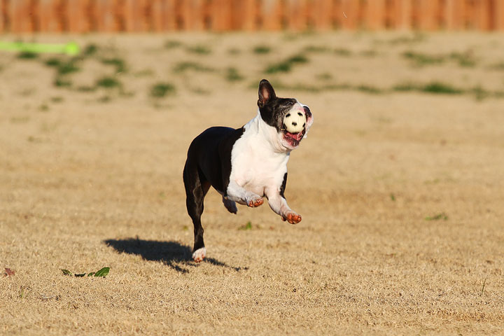 Make It or Miss It? Guess whether this Boston Terrier catches the frisbee! kevinandamanda.com