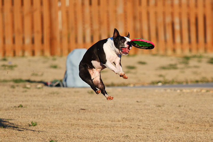 Make It or Miss It? Guess whether this Boston Terrier catches the frisbee! kevinandamanda.com