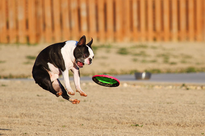 Make It or Miss It? Guess whether this Boston Terrier catches the frisbee! kevinandamanda.com