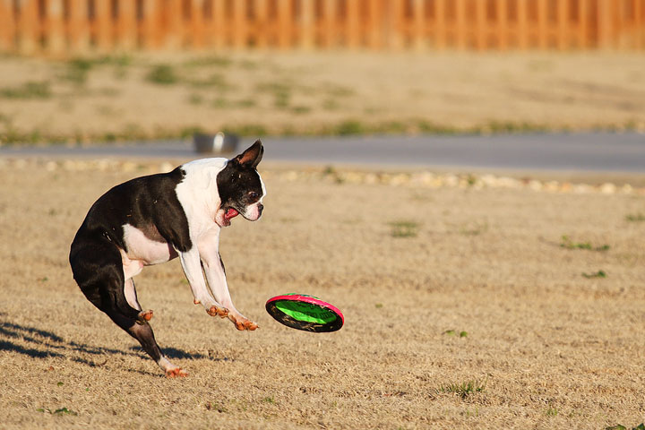 Make It or Miss It? Guess whether this Boston Terrier catches the frisbee! kevinandamanda.com