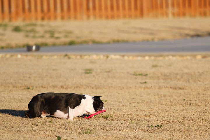 Make It or Miss It? Guess whether this Boston Terrier catches the frisbee! kevinandamanda.com