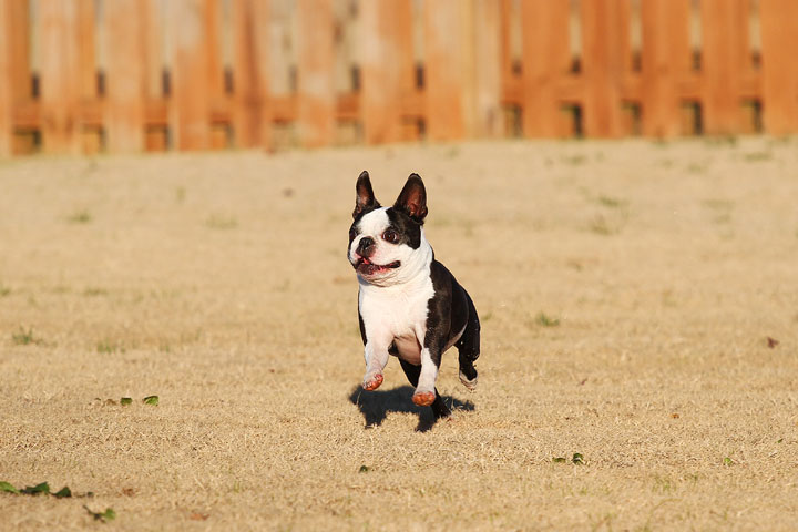 Make It or Miss It? Guess whether this Boston Terrier catches the frisbee! kevinandamanda.com