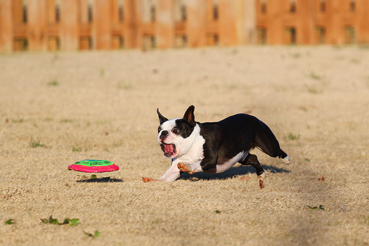 Make It or Miss It? Guess whether this Boston Terrier catches the frisbee! kevinandamanda.com