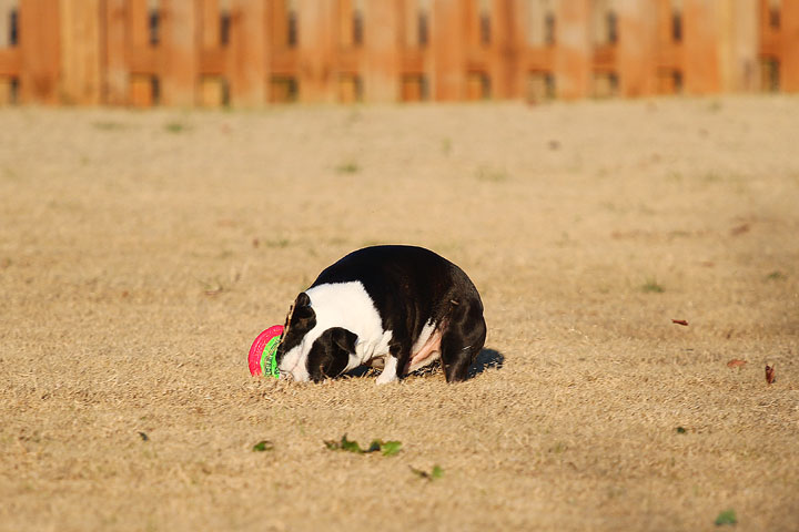 Make It or Miss It? Guess whether this Boston Terrier catches the frisbee! kevinandamanda.com