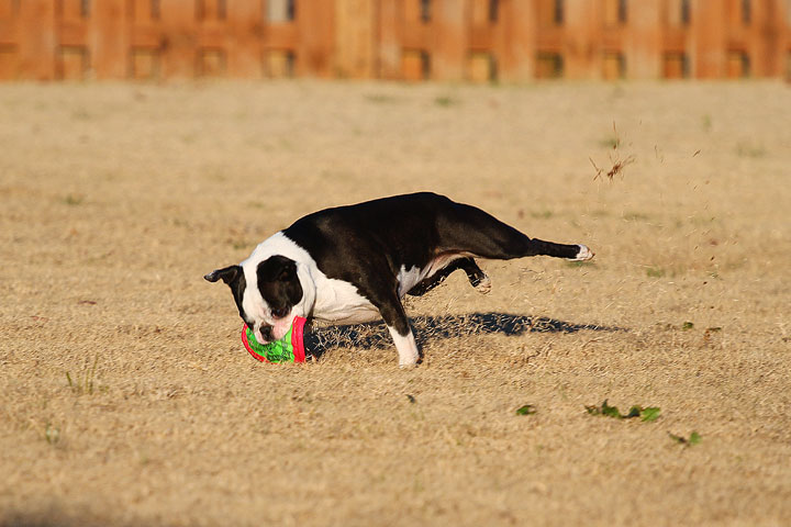 Make It or Miss It? Guess whether this Boston Terrier catches the frisbee! kevinandamanda.com