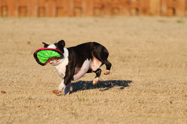 Make It or Miss It? Guess whether this Boston Terrier catches the frisbee! kevinandamanda.com