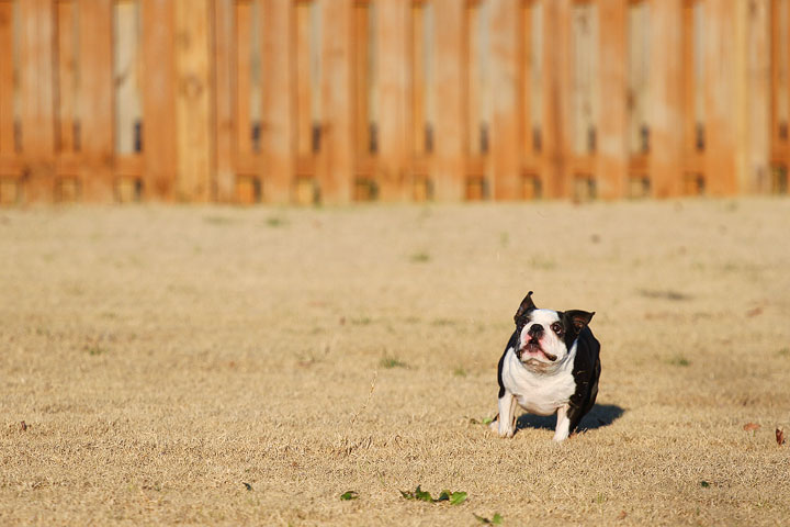 Make It or Miss It? Guess whether this Boston Terrier catches the frisbee! kevinandamanda.com