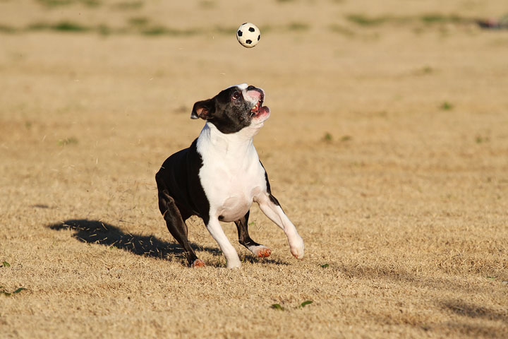 Make It or Miss It? Guess whether this Boston Terrier catches the frisbee! kevinandamanda.com