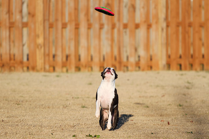 Make It or Miss It? Guess whether this Boston Terrier catches the frisbee! kevinandamanda.com