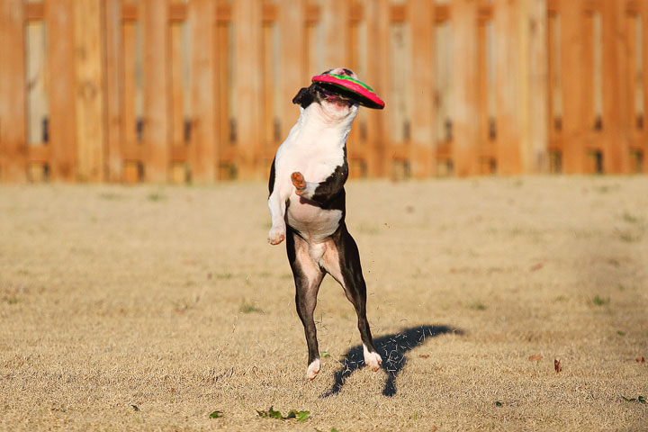 Make It or Miss It? Guess whether this Boston Terrier catches the frisbee! kevinandamanda.com