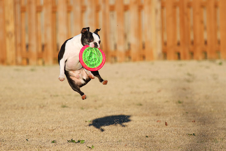 Make It or Miss It? Guess whether this Boston Terrier catches the frisbee! kevinandamanda.com