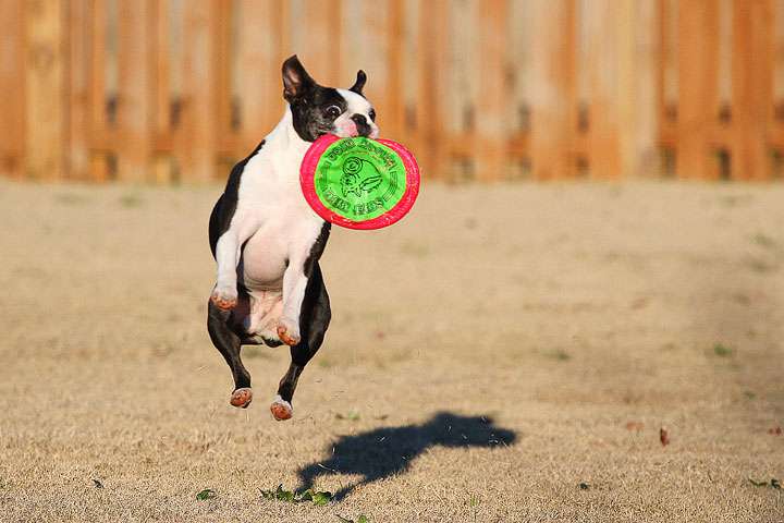 Make It or Miss It? Guess whether this Boston Terrier catches the frisbee! kevinandamanda.com