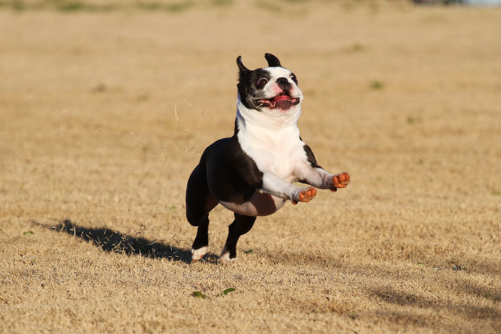 Make It or Miss It? Guess whether this Boston Terrier catches the frisbee! kevinandamanda.com