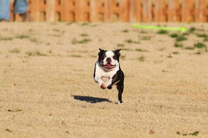 Make It or Miss It? Guess whether this Boston Terrier catches the frisbee! kevinandamanda.com