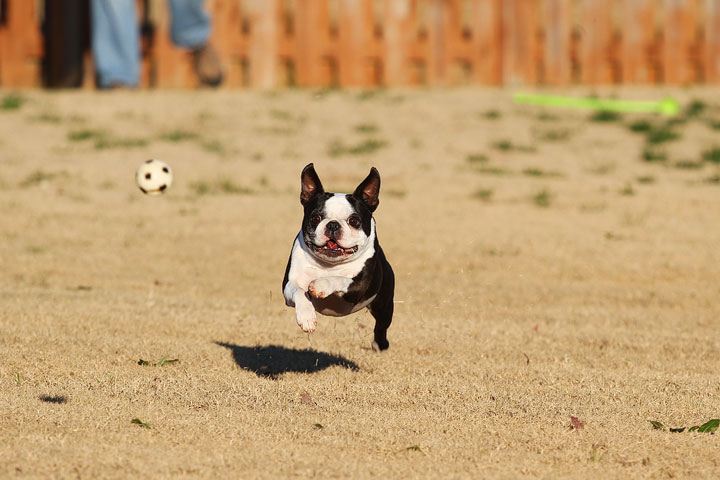 Make It or Miss It? Guess whether this Boston Terrier catches the frisbee! kevinandamanda.com