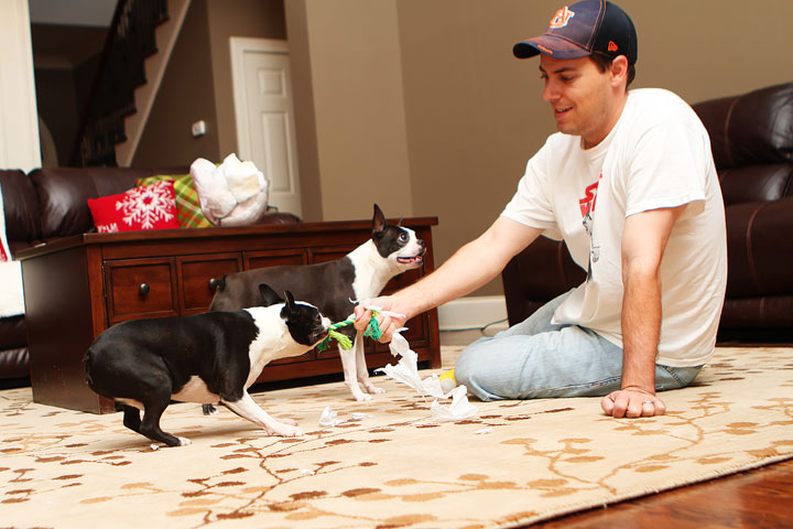 Miley and Howie Boston Terrier Christmas