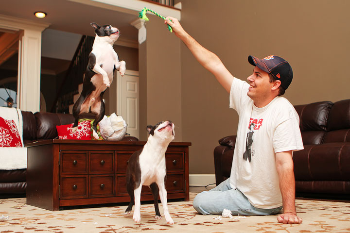 Miley and Howie Boston Terrier Christmas