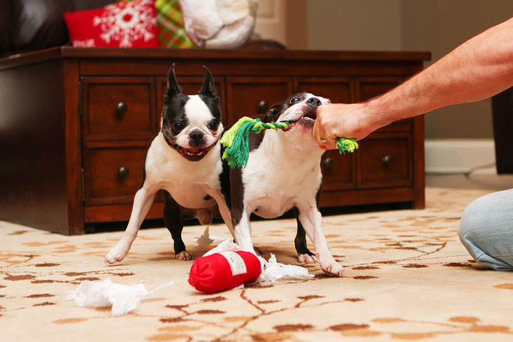 Miley and Howie Boston Terrier Christmas