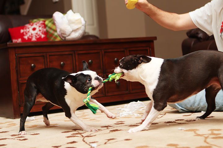 Miley and Howie Boston Terrier Christmas