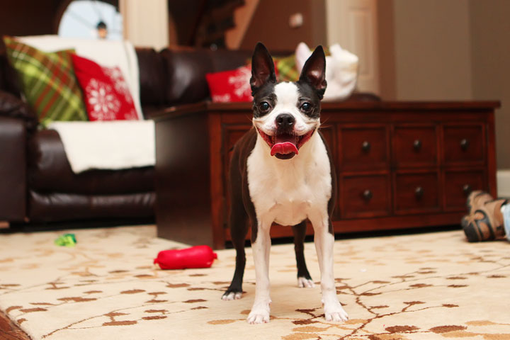 Miley and Howie Boston Terrier Christmas