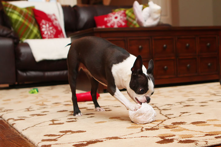 Miley and Howie Boston Terrier Christmas