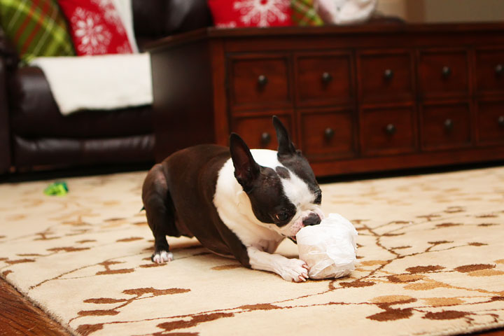 Miley and Howie Boston Terrier Christmas