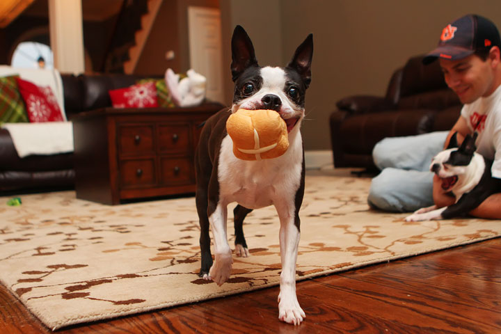 Miley and Howie Boston Terrier Christmas