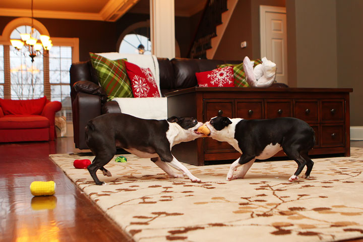 Miley and Howie Boston Terrier Christmas